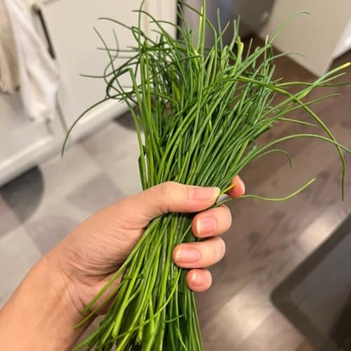 semillas de cebollino orgánicas - semillas de resistentes cebollinos, tradicionales cobertura del suelo para 600pcs