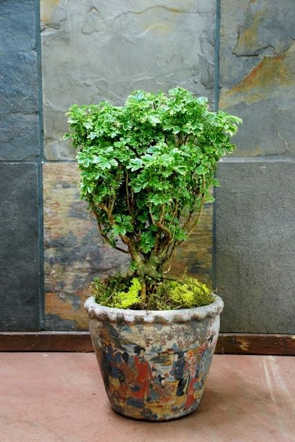 See full amazon price history chart for Bloom Networks Aralia Parsley Plant Live Plant Bloom Networks Aralia Parsley Plant Live Plant (B0CP891T5C) Amazon Price History, Amazon Price Tracker