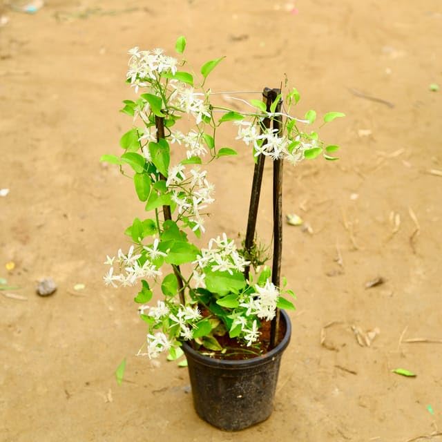 Mphmi Home Live Flower Plants Clematis vine/Ranjai Bel in 8 Inch Pune Nursery Plant Pot