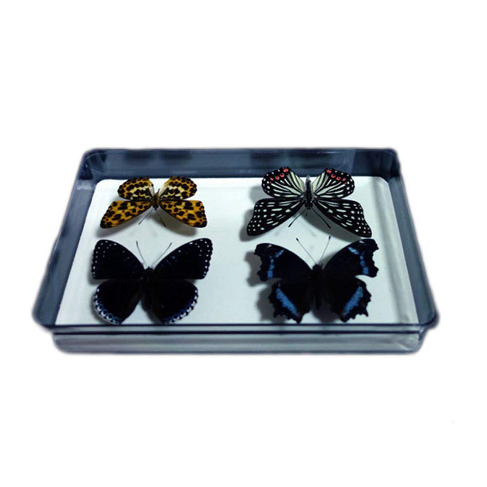 Bug Display Box,Insect Display Case with Pinning Board,8.2 x 2 x 5.9