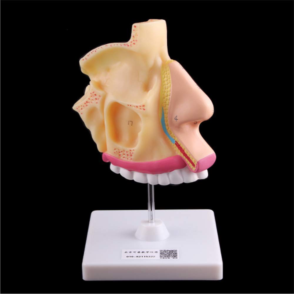 Il modello anatomico della cavità nasale umana allarga la struttura dell'otorinolaringoiatria del naso dello strumento del modello di insegnamento della biologia per lo strumento di presentazione