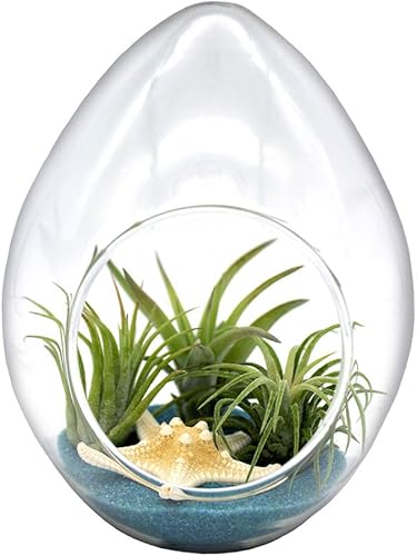 Miniatura 9 de Kit completo de terrario de cristal de lágrima de 6 pulgadas con 3 plantas de aire Tillandsia vivas, arena de colores y conchas marinas (arena