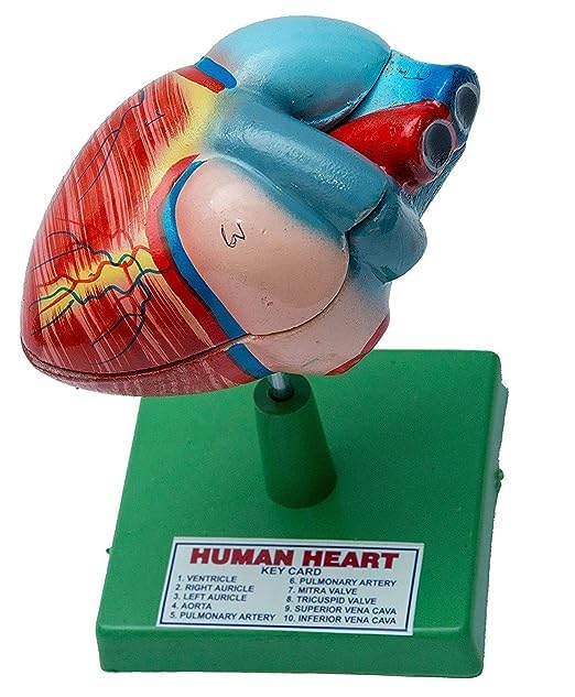 Bello Life Size Anatomically Accurate Numbered Heart Medical Model for Biology Medical Study, Display Medical Teaching, with Removable Stand (B0CH7698R3) Amazon Price History, Amazon Price Tracker
