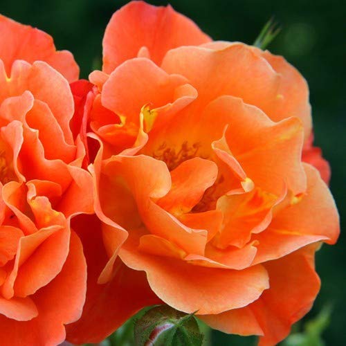 Royal Paradise Garden Rare 1 Healthy Live Plant Kordes Climbing Rose Westerland (B08JHFJFDV) Amazon Price History, Amazon Price Tracker