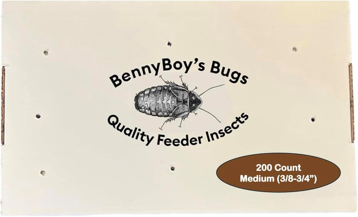 BENNYBOY'S BUGS 200 Medium Dubia Roaches (3/8”–3/4”) – Live Feeder Insects for Bearded Dragons, Reptiles & Amphibians – Gut Loaded