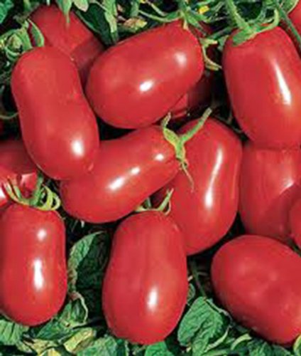 Tomato, Italian Roma, Heirloom, 100 Seeds, Delicious Red Tasty Fruit #TOP2