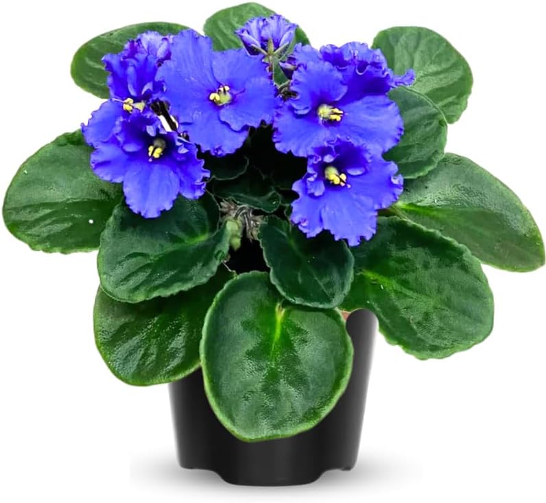 African Violet Live Plant in 4 Inch Pot, Flowering Houseplant, Easy Care Indoor Plant with Vibrant Blooms (Blue African Violet)
