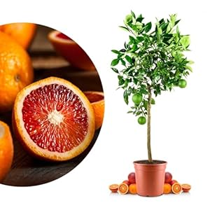 Meine Orangerie Blutorangenbaum Moro Grande 002-100