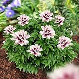 DUTCH BULBS EXCLUSIVE PLANTS FROM HOLLAND