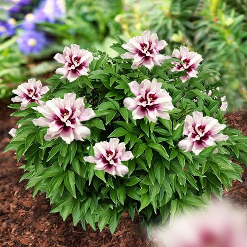 Pfingstrosen Pflanzen Winterhart Itoh Pink Passion - 1 Wurzel - große Päonien Hybride - Mehrjährige Staude - Pflanzen aus Holland für Garten und Topf (kein Samen, Zwiebeln und nicht künstlich) (Rosa)