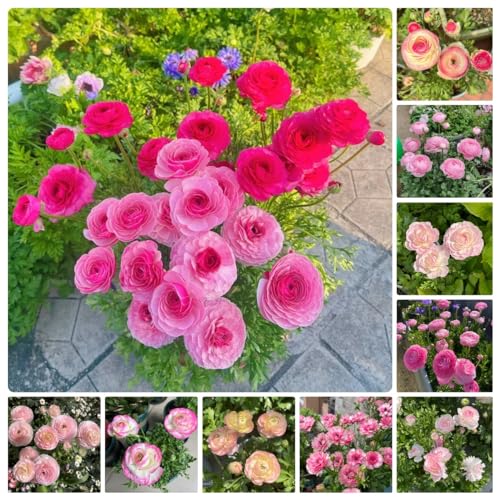 12 pz bulbi ranuncoli resistenti, bulbi ranuncoli, bulbi da fiore perenni regalo di piante soggiorno decorativo piante da giardino resistenti fiori estivi bulbi da fiore pianta