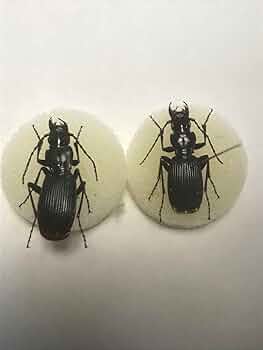 ゴミムシ　標本　まとめ売り ゴミムシ 標本 ウクライナ まとめ売り - メルカリ