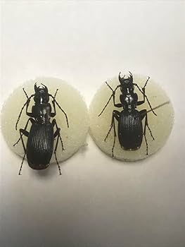 美品　昆虫標本２匹　テナガカミキリ　ケース付き テナガカミキリ 【カミキリムシ】 の展示中 || Museum of