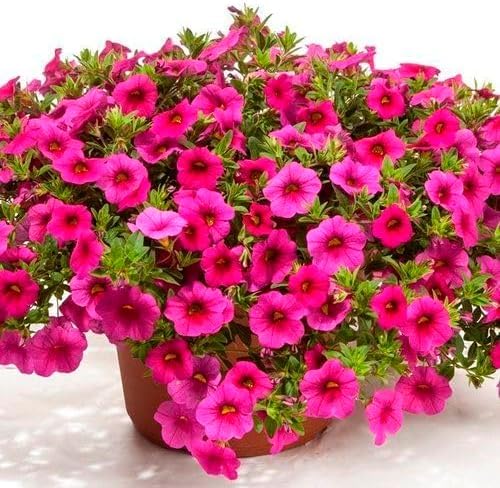 100pcs Calibrachoa Flower Seeds for Planting Pink Blooming Trailing Petunia Seeds for Hanging Baskets Containers and Garden Landscaping