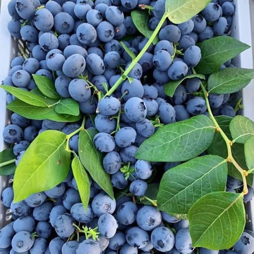 Semillas de arándanos, resistentes semillas de arándano semillas raras 300pcs