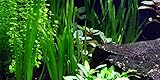3 Bunde Vallisnerien, Vallisneria, Aquariumpflanze