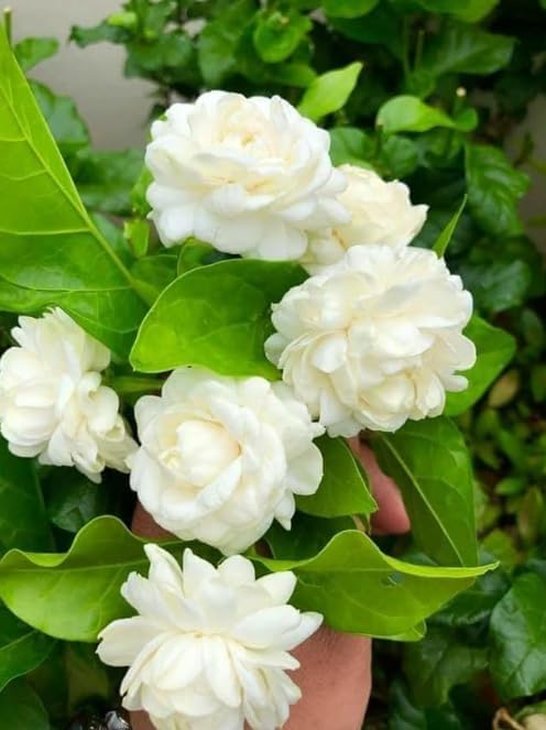 Image of Mediflorius Jasmine Flower Plant Live White Mogra (Jasminum sambac) | Arabian Jasmine Aromatic Fragrant Flowering Plant with Pot | Live Outdoor & Indoor Plant for Home Garden Balcony | Pack of 1