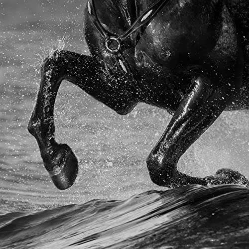 How Many Hearts Does A Horse Have? Podcast Por  arte de portada