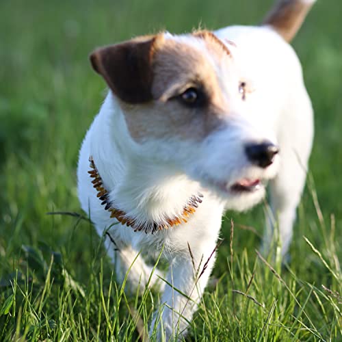 Baltic Amber Land, collare con cinturino in pelle