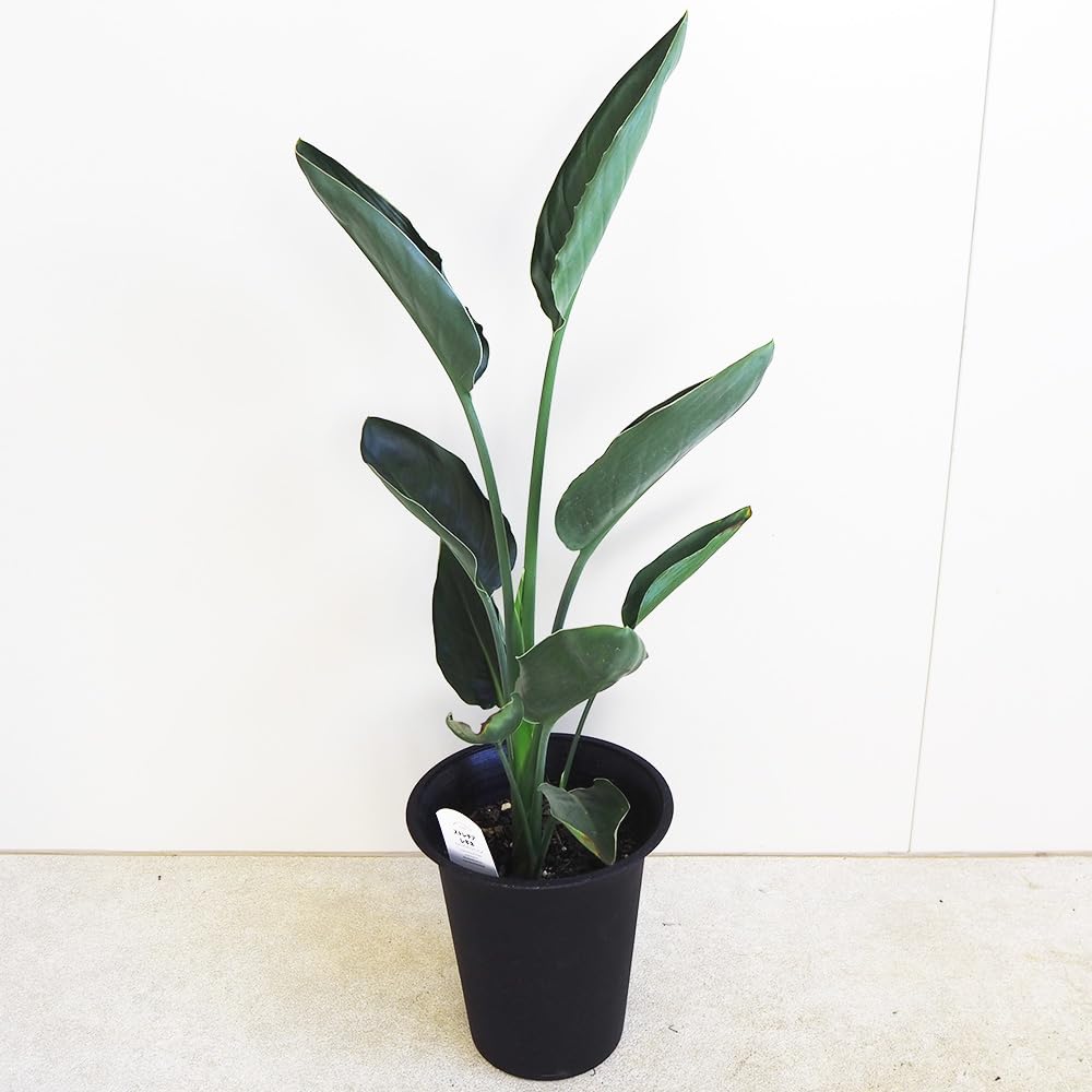 Amazon｜ITANSE ストレリチア・レギネ 極楽鳥花 6号 1個