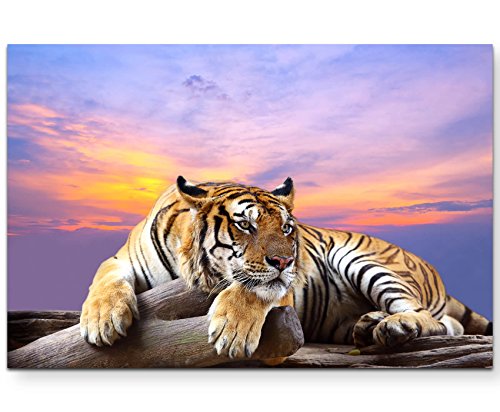 Paul Sinus Art Tableaux sur toile | Images sur toile 120 x 80 cm Tigre couché avec coucher de soleil en arrière-plan
