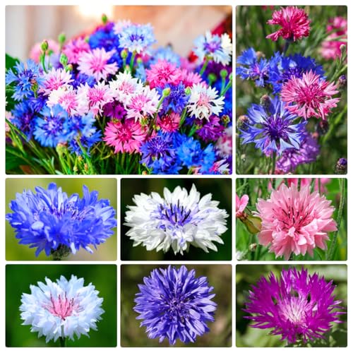 2000+ Cornflower Seeds, Mix Bachelor Button Seeds, Non-GMO Heirloom, Multicolor Cornflower Seeds Bulk, Classic Cottage Garden Flowers, Easy to Grow for Cutting Gardens & Pollinators