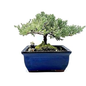 Live Dwarf Juniper Bonsai Tree | Indoor/Outdoor | 100% Handcrafted| Home and Office Décor | Best Gift for Holiday (M) Live Dwarf Juniper Bonsai Tree IndoorOutdoor 100 Handcrafted Home and Office Decor Best Gift for Holiday M