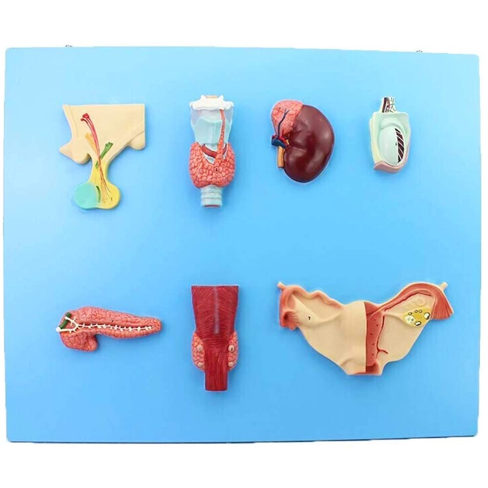 Buy FHUILI Educational model Endocrine System Model Medical Teaching