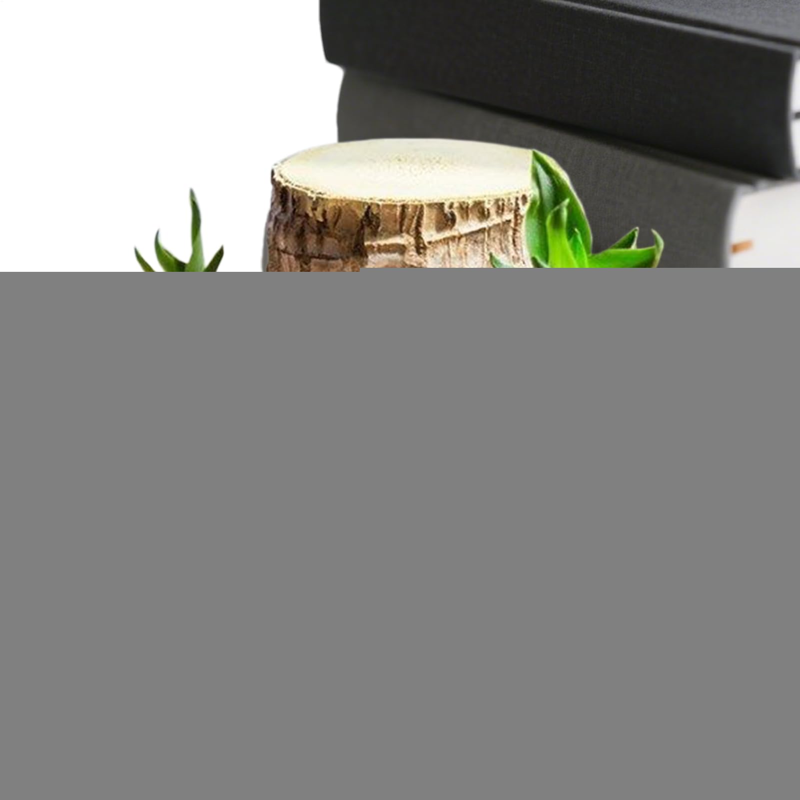 Pianta di Legno del Brasile Ornamento Naturale di Ceppo | Ceppo D'Albero Idroponico In Legno Per Interni Ufficio Libreria Soggiorno Cucina Balcone Scrivania Computer
