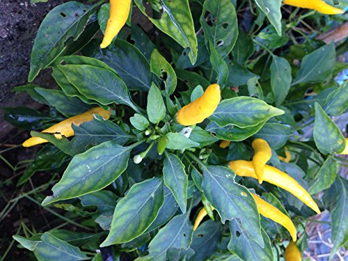 Semi peperoncino-hot lemon + guida alla