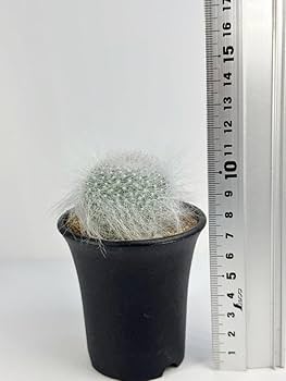 Amazon.co.jp: マミラリア 玉翁殿 Mammillaria hahniana f. lanata