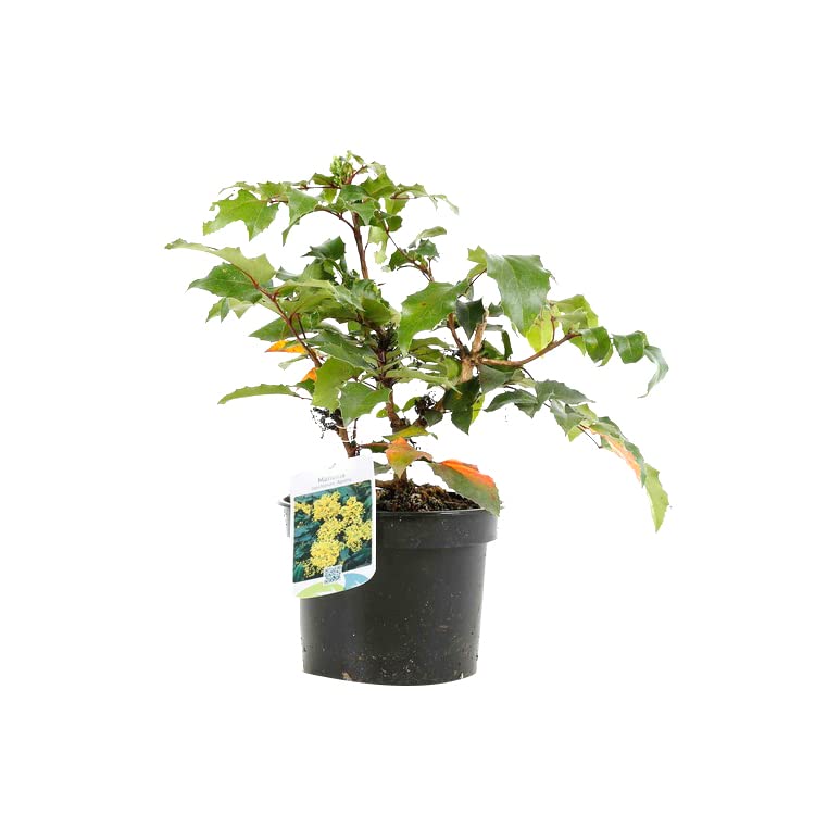 Mahonia aquifolium 'Apollo' 25–30 cm Vaso – Arbusto compatto sempreverde con fiori gialli