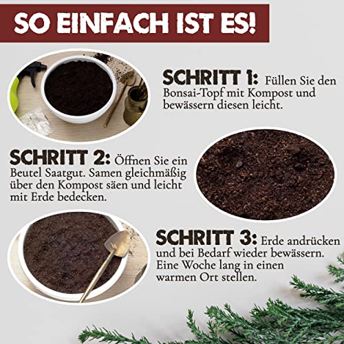 NADIR Bonsai Set Anzuchtset Bonsai Starter Kit Bonsai Tree Baum zum Verschenken Geburtstagsgeschenk-Bonsai Porzellan Schale aus Deutschland Samen + Keramik + Lavasteine + Erde + Broschüre (Sweet Gum) - Image 7