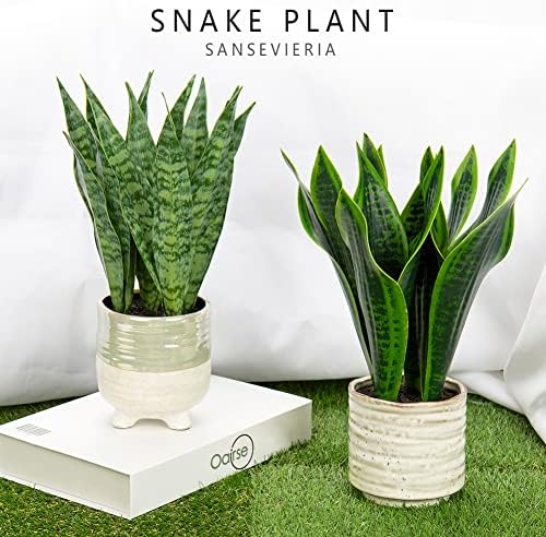 Sztuczny wąż, sztuczne rośliny w doniczkach ceramicznych, sztuczna roślina Sansevieria, sztuczne rośliny, do wnętrz, dekoracyjna sztuczna roślina do domu, łazienki, sypialni, biura, dekoracja, 31 cm