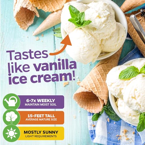 Ice Cream Banana Tree Live Plant - Musa acuminata - Wellspring Gardens Starter Plant - Easy to Grow Plants for Nature Lovers & Gardeners- Outdoor Planting in Outdoor & Patio Ice Cream Banana Tree Live Plant - Musa acuminata - Wellspring Gardens Starter Plant - Easy to Grow Plants for Nature Lovers & Gardeners- Outdoor Planting in Outdoor & Patio