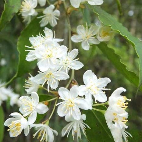 Amazon ハイノキ 苗 ハイノキ 株立ち 根巻き苗 植木 Amazon ハイノキ 苗 ハイノキ 株立ち 根巻き苗 植木