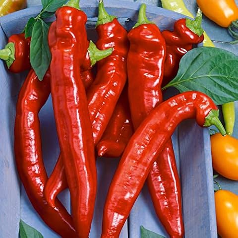 Hot Portugal Hot Pepper Seeds Cover
