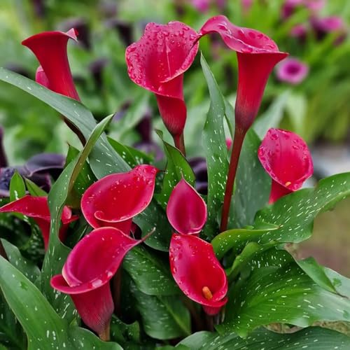 Image of Calla Lily Live Plant ? Zantedeschia Pink Flower Bulbs with Pot ? Pack of 1 | Indoor & Outdoor Decorative Flowering Plant | Elegant Pink Bloom for Home Garden