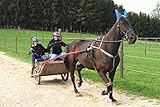 pony sulky gig Dieses Erlebnis beinhaltet: Besichtigung der Stallung und des Reithofes, 45-minütige Sulky Fahrt, Vorbereitung des Pferdes für die Sulky Fahrt, Kaffee und Kuchen oder Kaltgetränk und Snack im Anschluss an die Sulky Fahrt