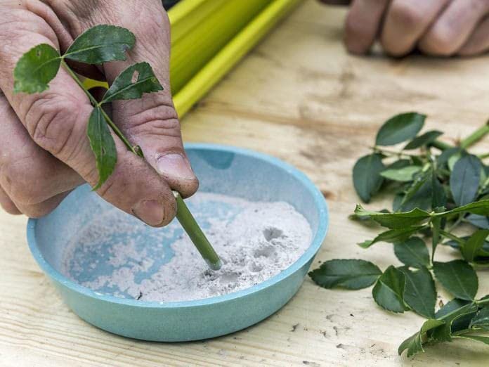 Rooting Hormone For Plants Cuttings/Fast Rooting Hormone Dry Powder Pack of 90 Gram