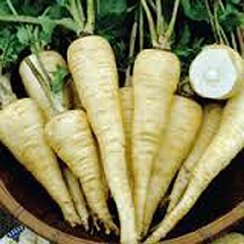 Parsnip, All American Parsnip Seeds, Heirloom, Non GMO, 100 Seeds, Parsnip Seeds for Growing