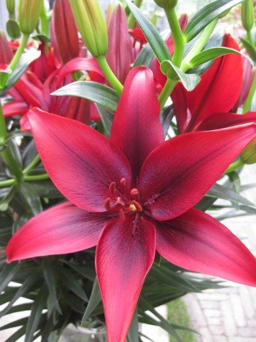 Seedsnpots Asiatic Lily Lilium Flower Rooted Big Size Bulbs Pack of 5 Mix (B07H9SNH5F) Amazon Price History, Amazon Price Tracker