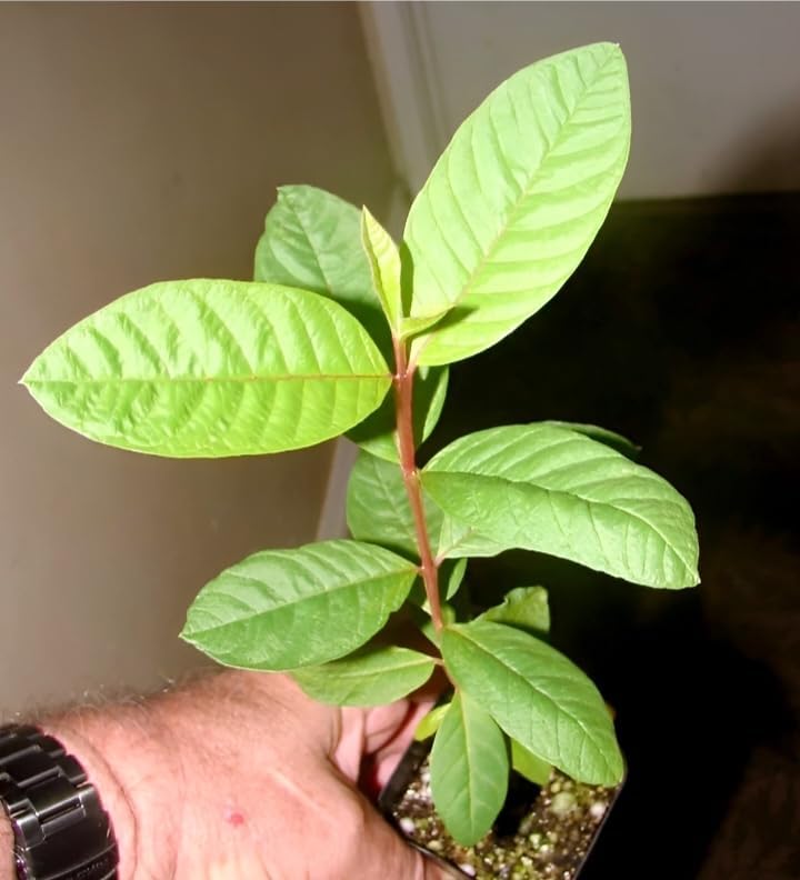 Image of Taiwan Pink Guava Live Fruit Plant | Healthy & Tasty Sweet Guava Tree | Perfect for Home Garden | Indoor & Outdoor All Season Fruit Plant | Without Pot