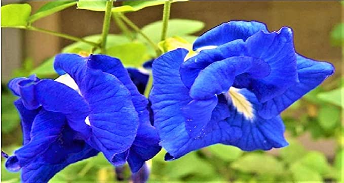 KAVYA CRAFT PRESENT APRAJITA NEELKANTA 40 SEEDS ( BLUE ) BUTTERFLY PEA, CLITORIA TERNATEA VINE FLOWER (B0BFNW4TBG) Amazon Price History, Amazon Price Tracker