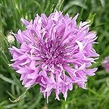 50 X Purple Cornflower Seeds Centaurea Cyanus Seeds for Planting Outdoor Grow Flowers in Pots Basket Gardens Purple Flowers Seed