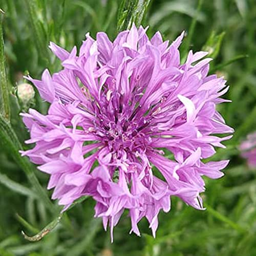 Welldales 50 Silk Purple Cornflower Seeds UK Hardy Display Cut Flower Packet Easy to Grow
