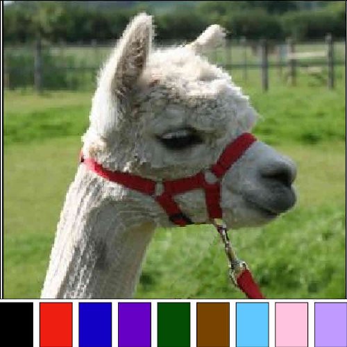 Homestead Farm SuppliesALPACA HEADCOLLAR with SNAP Fastening - BABY PINK - MEDIUM