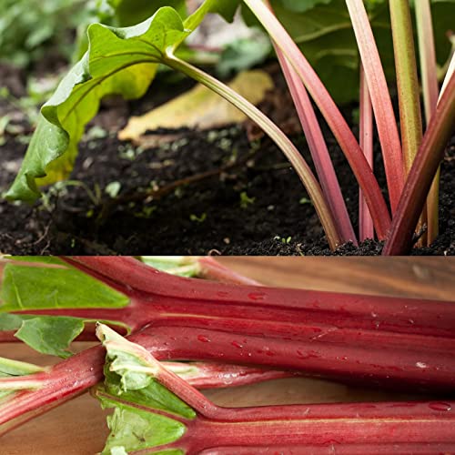Carbeth Plants 2 x Rhubarb Crown Raspberry Red - Ready to Plant