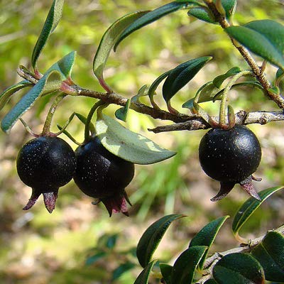 See full amazon price history chart for Mphmi Black Guava, Amrud Live Nursery Outdoor Indoor Grafted Plant Mphmi Black Guava, Amrud Live Nursery Outdoor Indoor Grafted Plant (B08T5PF26P) Amazon Price History, Amazon Price Tracker