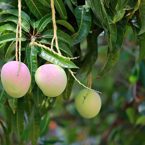 Concerns about the potential spread of a mango disease